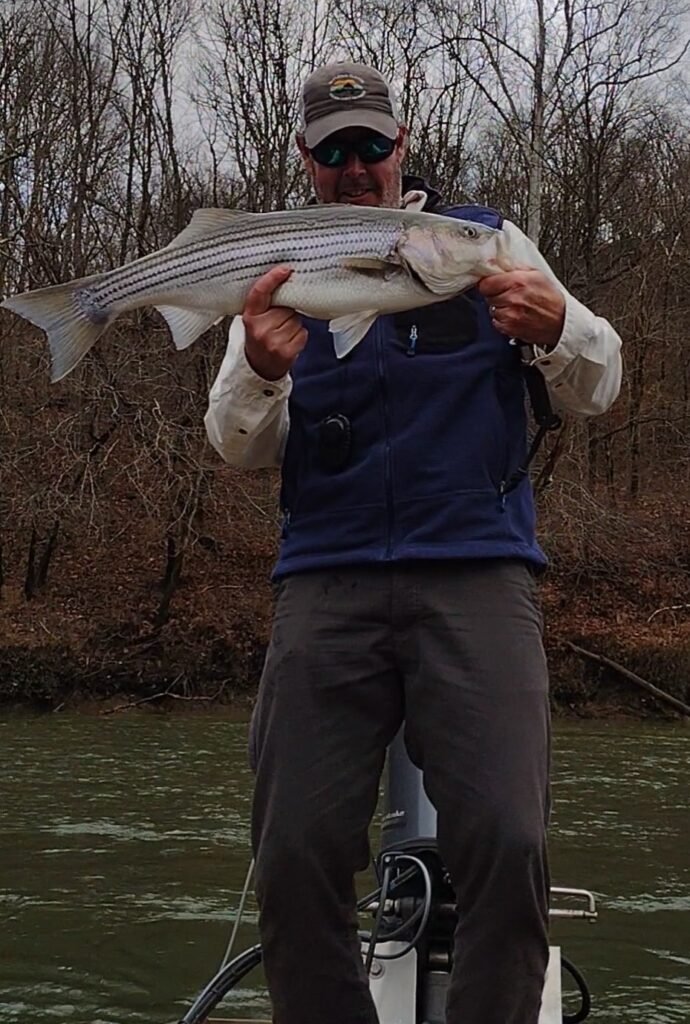Cumberland River Striper caught on a Fly Rod