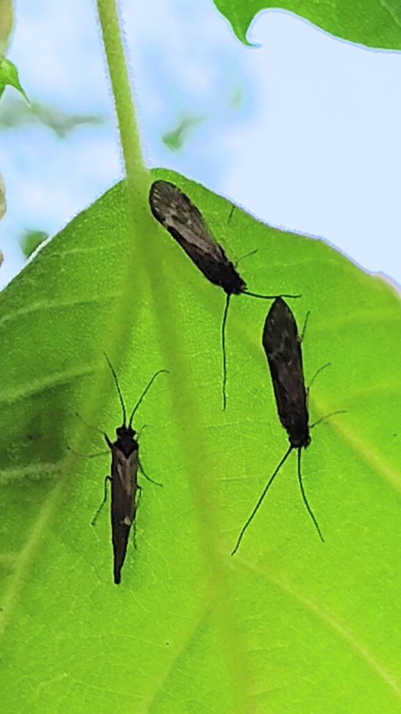 Close-up of a Black Caddis dry fly used for trout fishing on the Cumberland River.