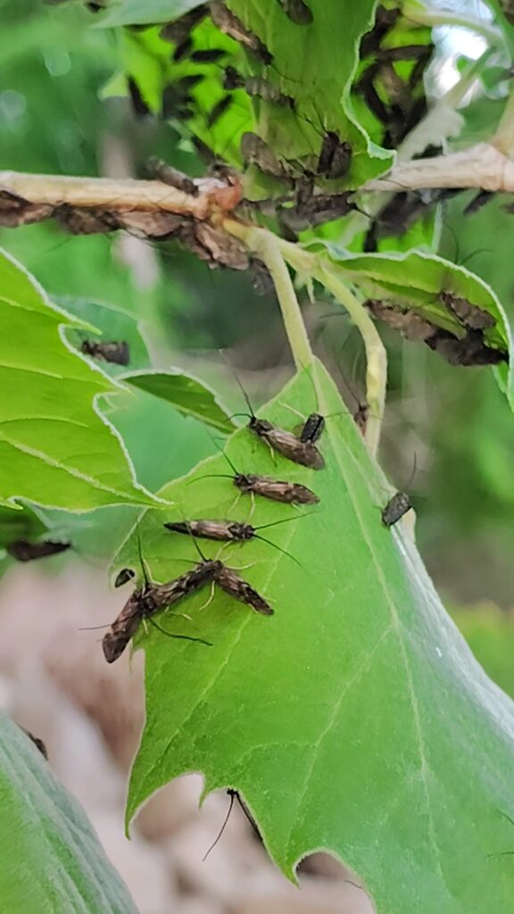 Close-up of green leaves covered in dozens of Black Caddisflies during a heavy hatch on the Cumberland River