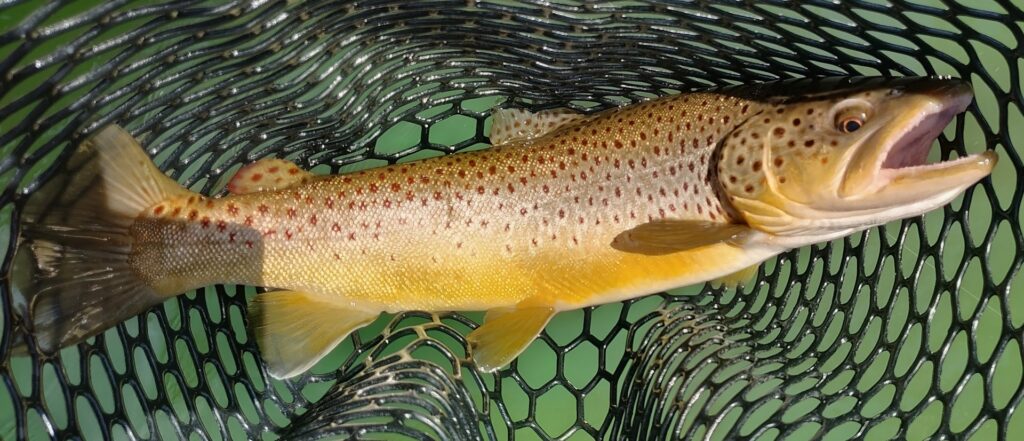 A large, healthy brown trout caught while streamer fly fishing on the Cumberland River.