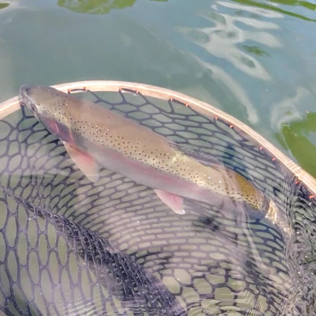 A beautiful Cumberland River rainbow trout resting safely in a landing net in the clear tailwater current.