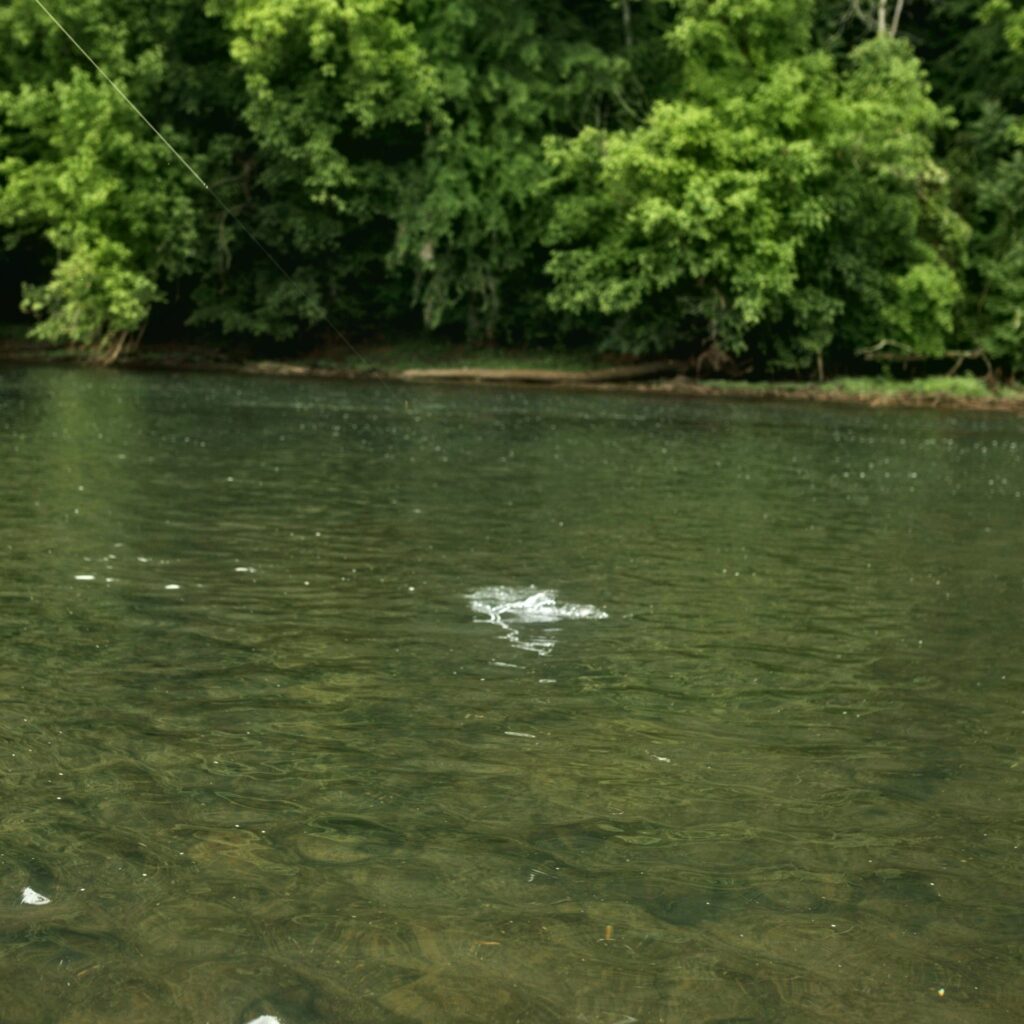 Setting the hook on a rising rainbow trout during a dry fly hatch on the Holston River.