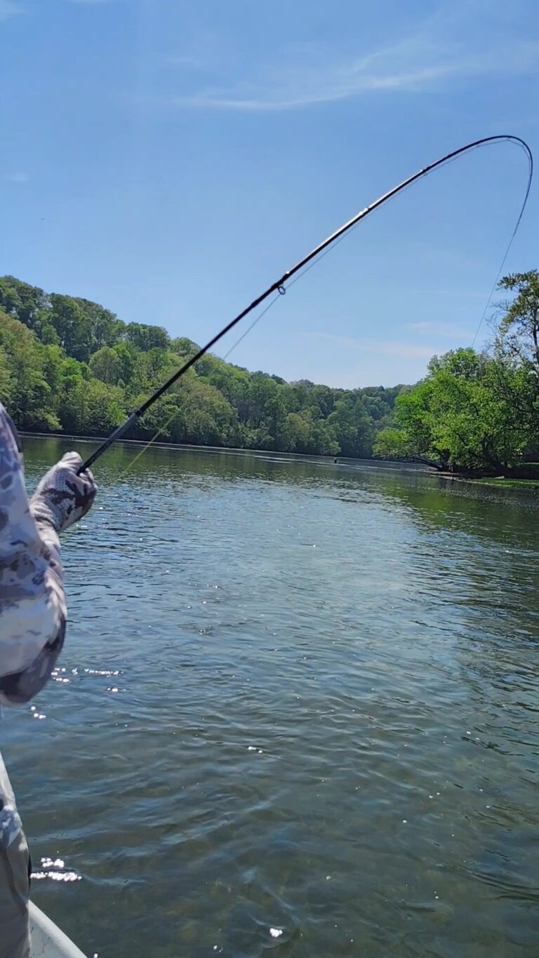Guided fly fishing for trout on the Holston River during the spring hatc