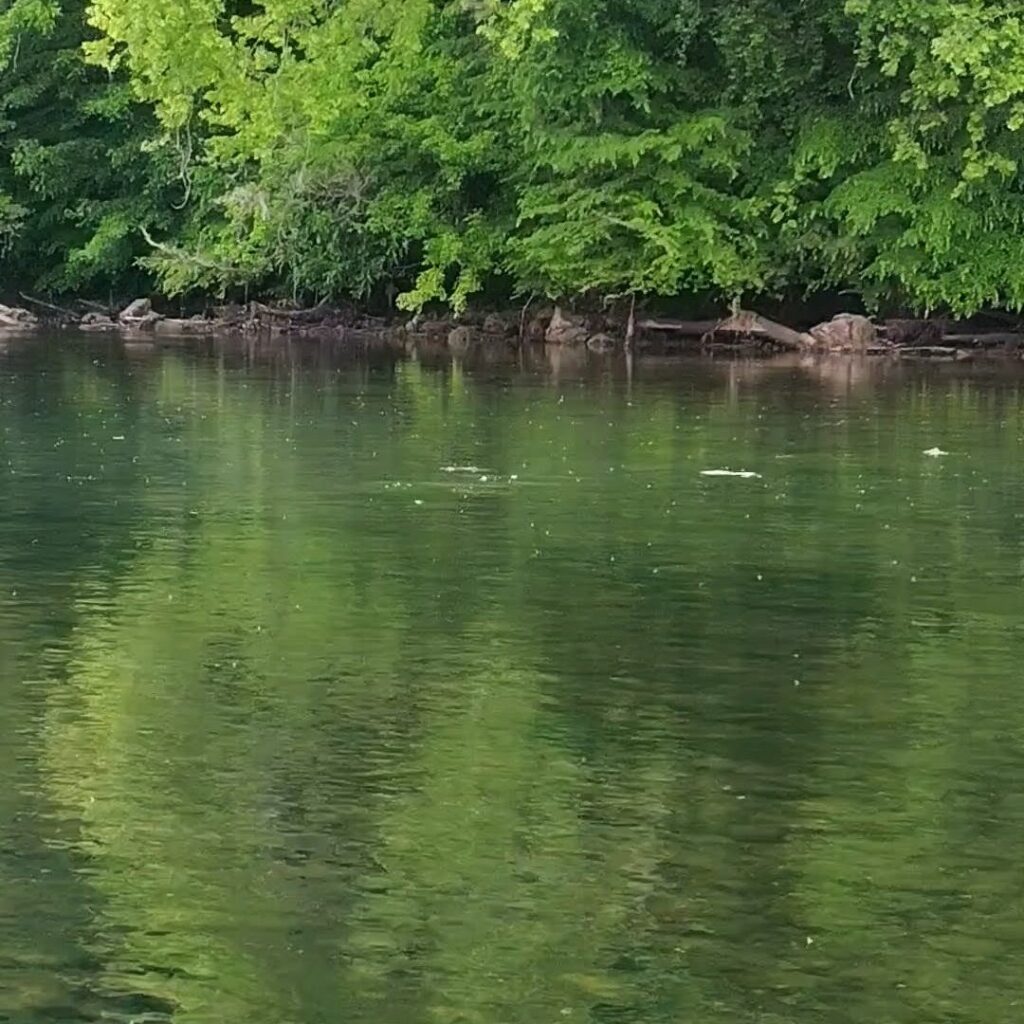 Close up of a rising trout eating a dry fly on the surface film of the Holston River.