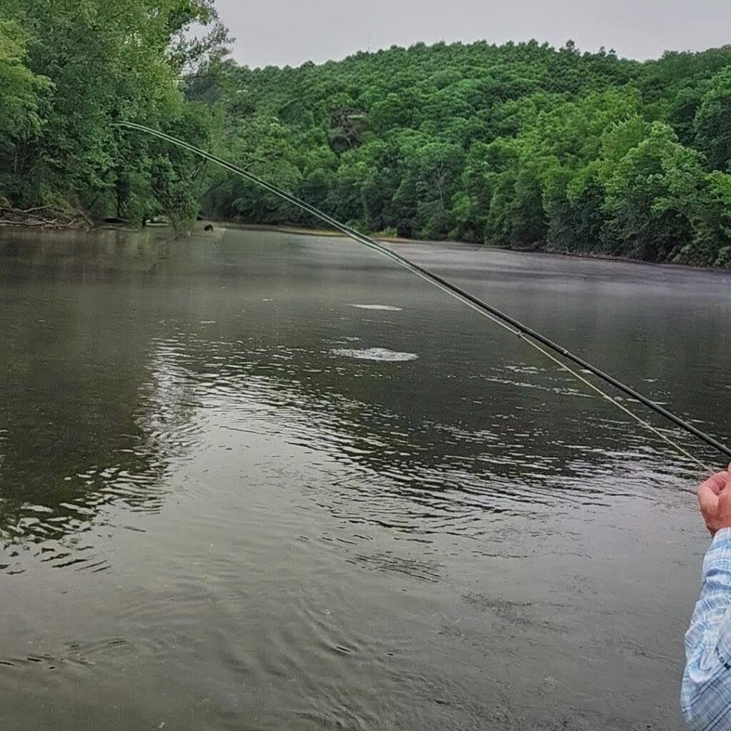 A hooked rainbow trout jumping and fighting on the line during a fly fishing trip on the Cumberland River.