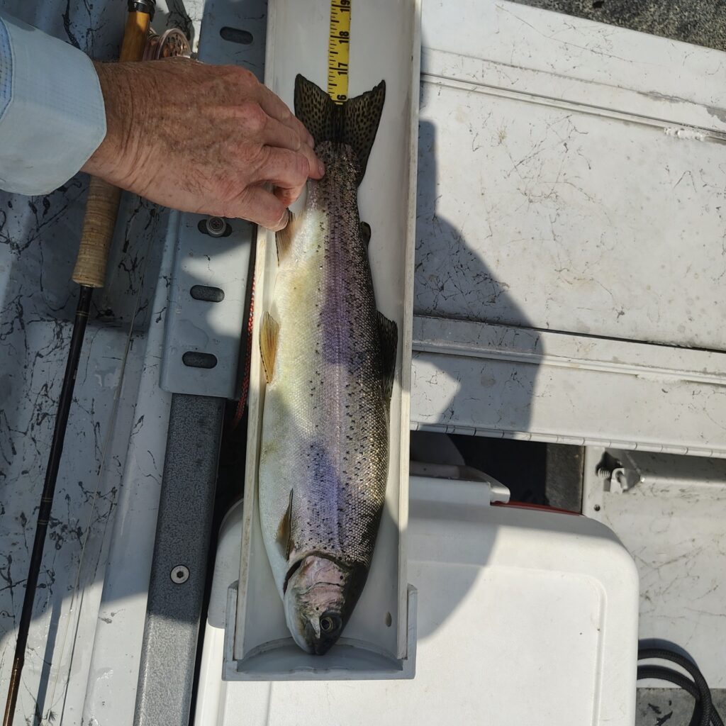 A 16-inch rainbow trout caught on a fly rod during a guided fishing trip on the Holston River, Tennessee.
