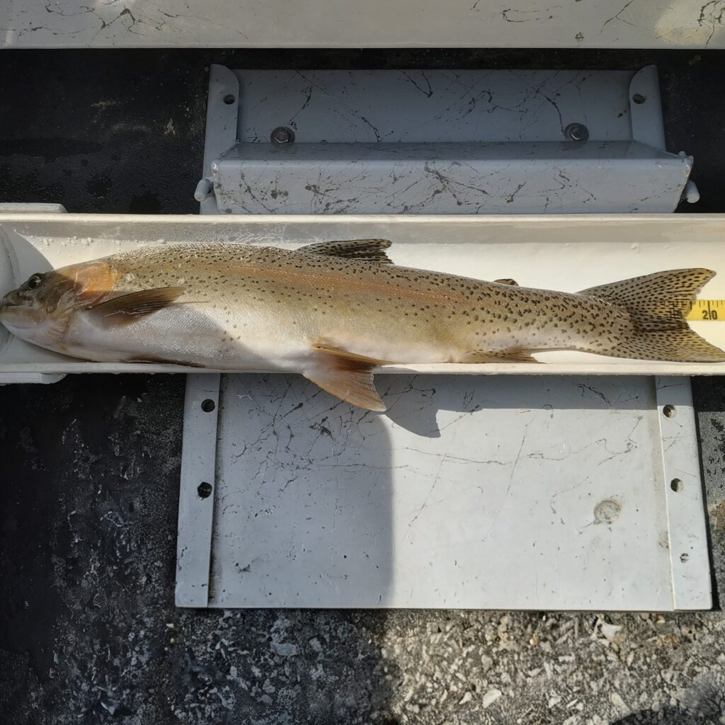 A large 20-inch rainbow trout in a measuring device caught on a fly rod on the Holston River in Tennessee.