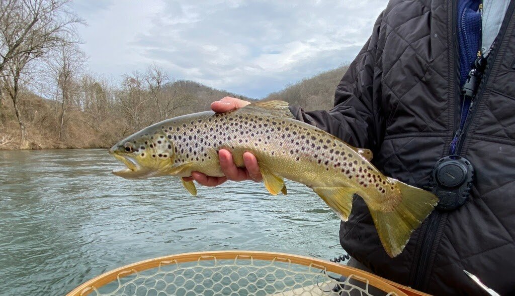 Guided Fly Fishing on the Clinch River