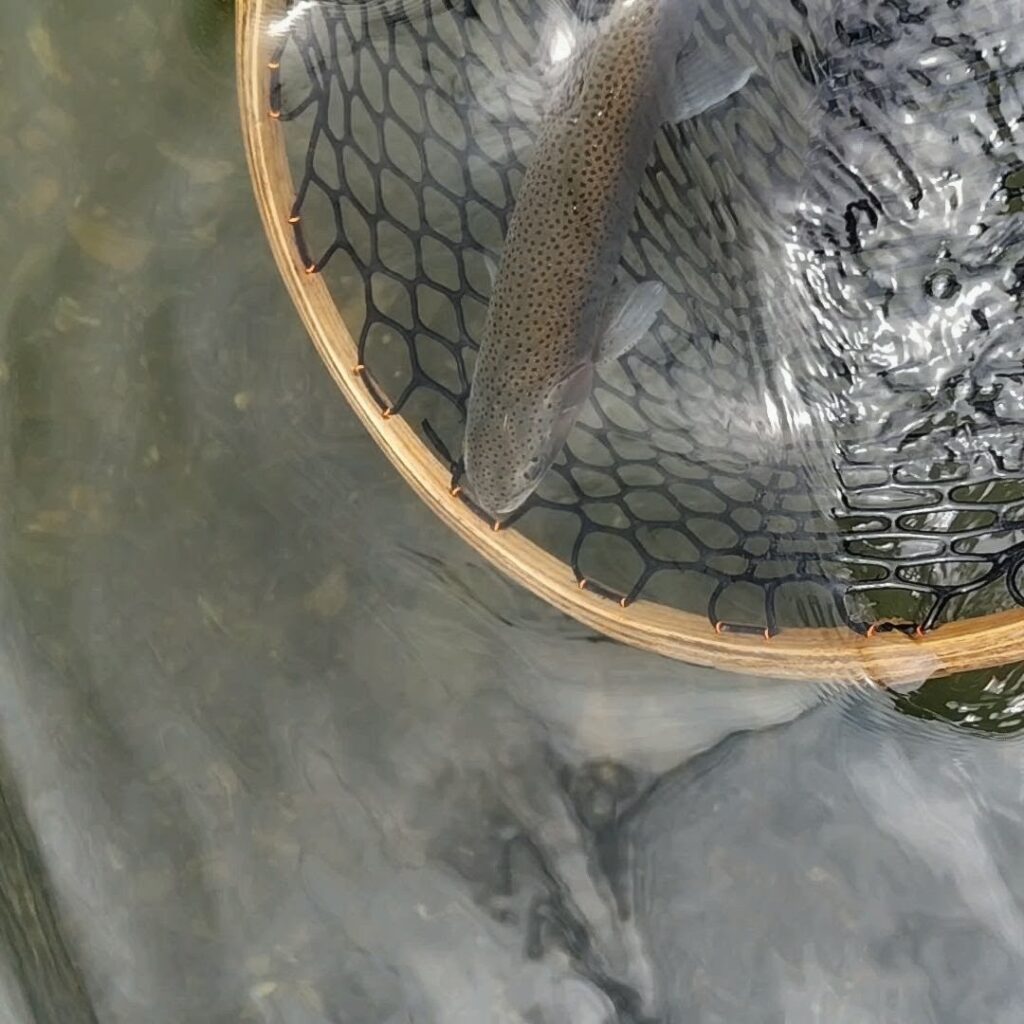 A vibrant rainbow trout resting safely in a landing net after being caught on the Cumberland River, Burkesville, Kentucky.