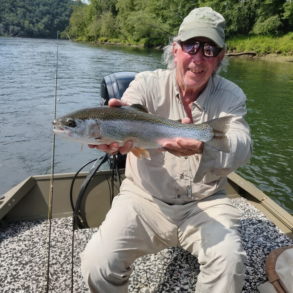A healthy Sulphur eating Cumberland River Rainbow Trout